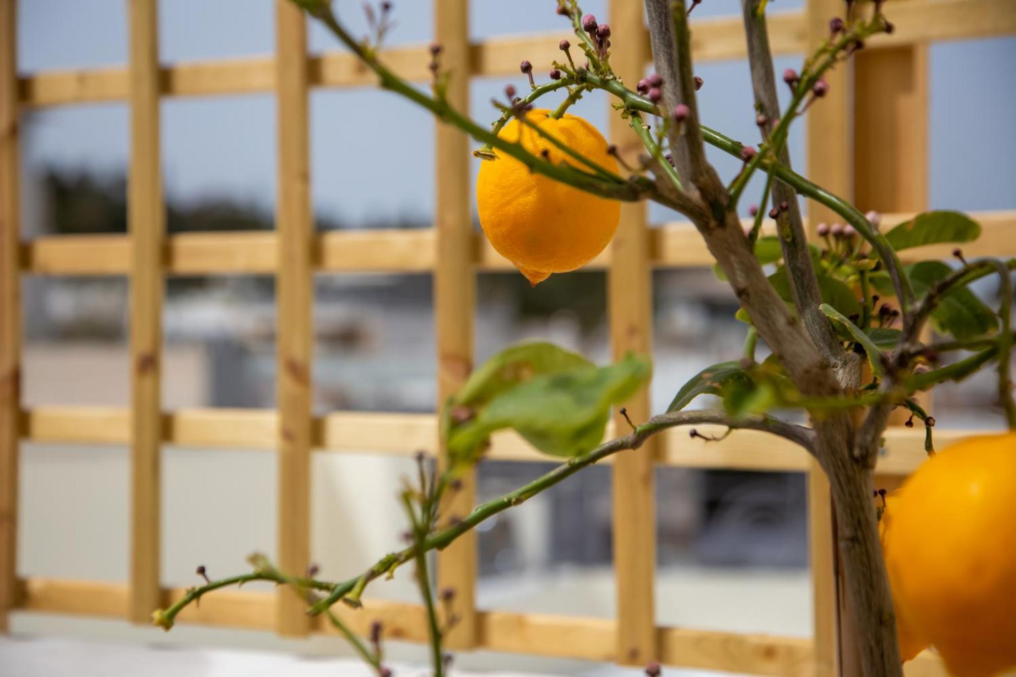 Polymnia & Melpomene By Heloni Apartments Athens Exterior photo